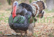 Is Turkey Halal in Islam