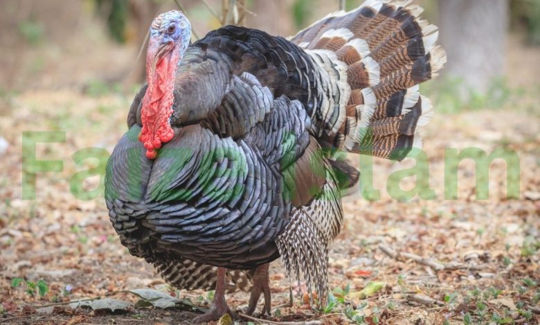 Is Turkey Halal in Islam