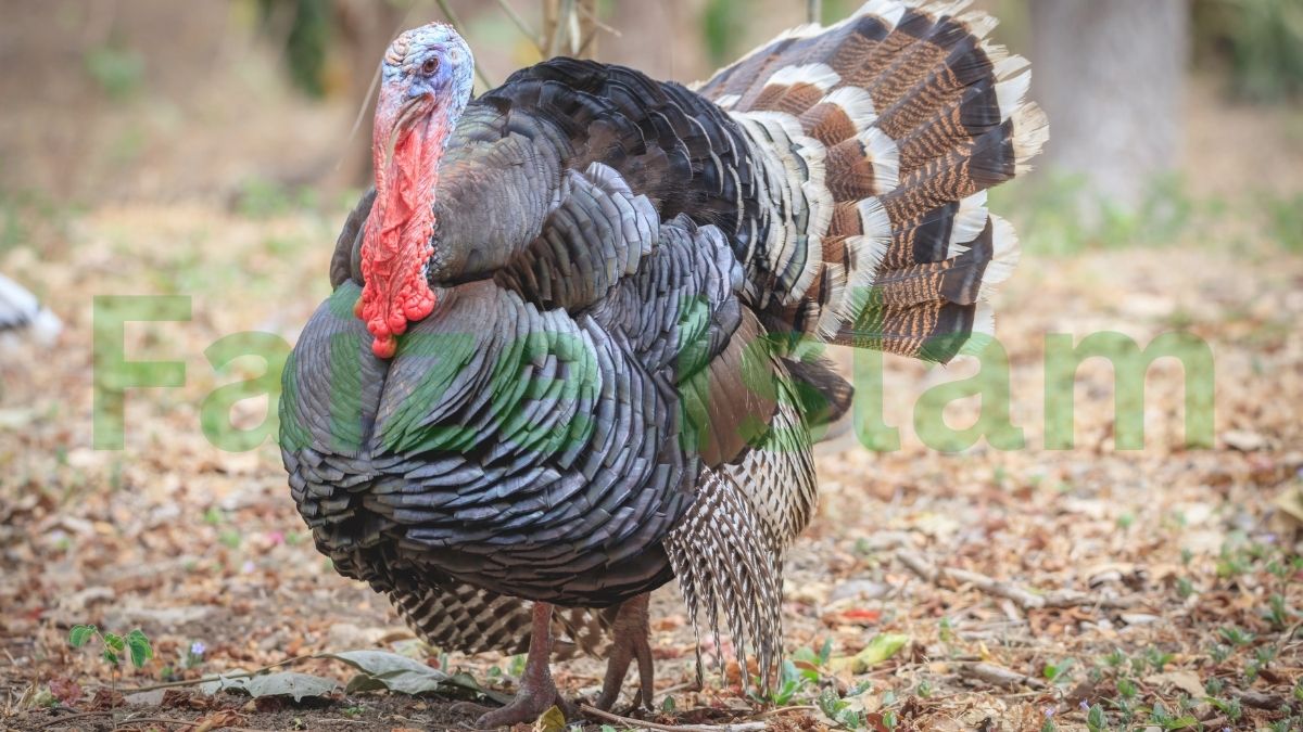 Is Turkey Halal in Islam?